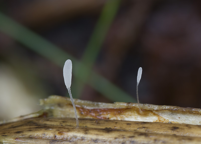 Typhula athyrii